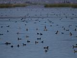 G Tule Lake NWR 006